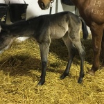 VENUS-Out of Gracious N Fabulous (owned by Seaside Farm LP)